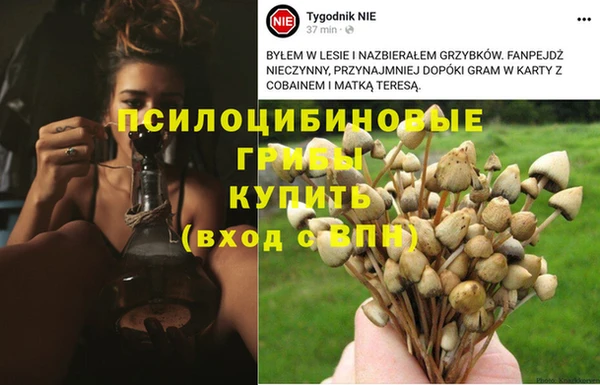 прущие крисы Белокуриха